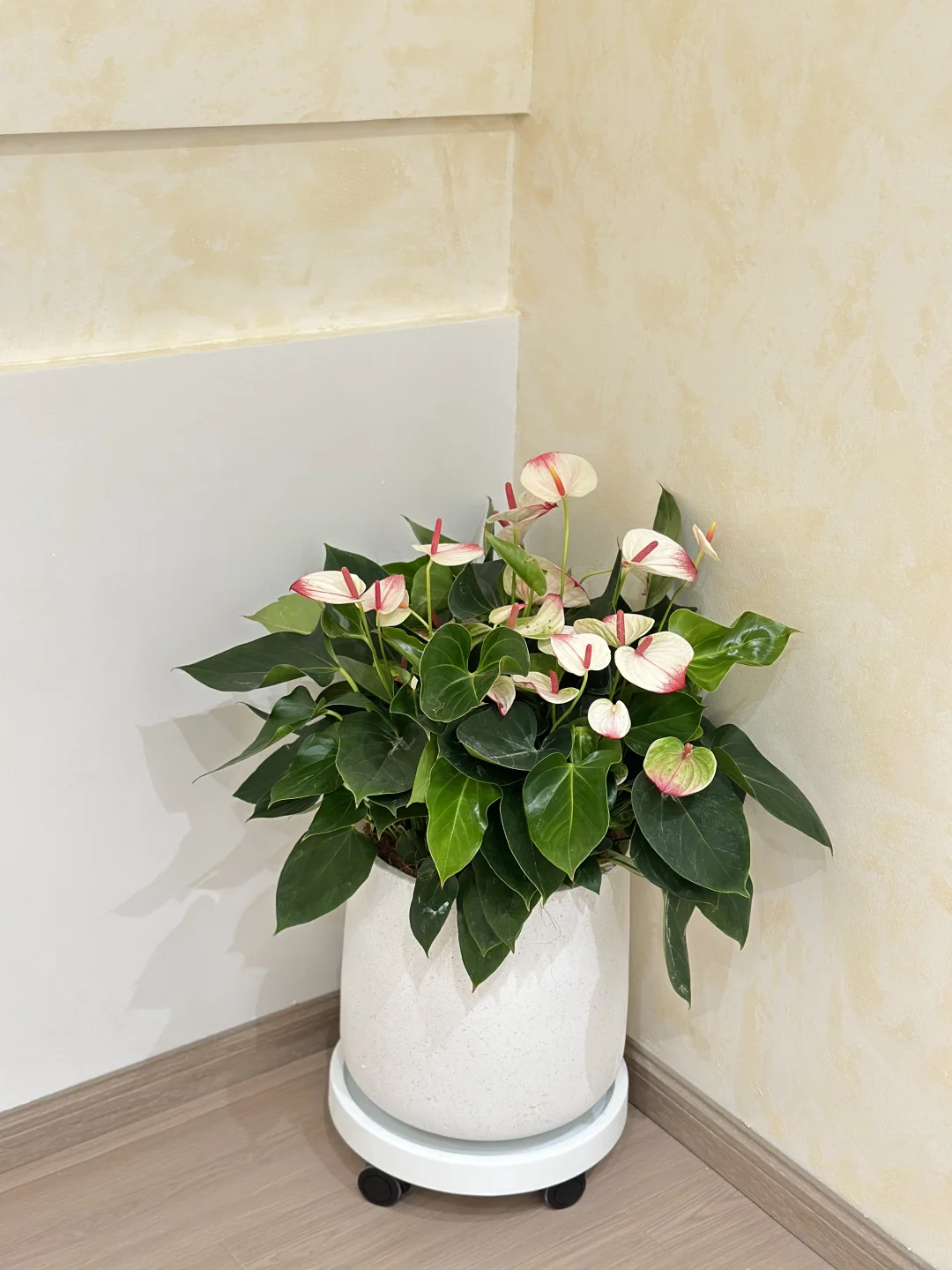 吴江盛泽送货????