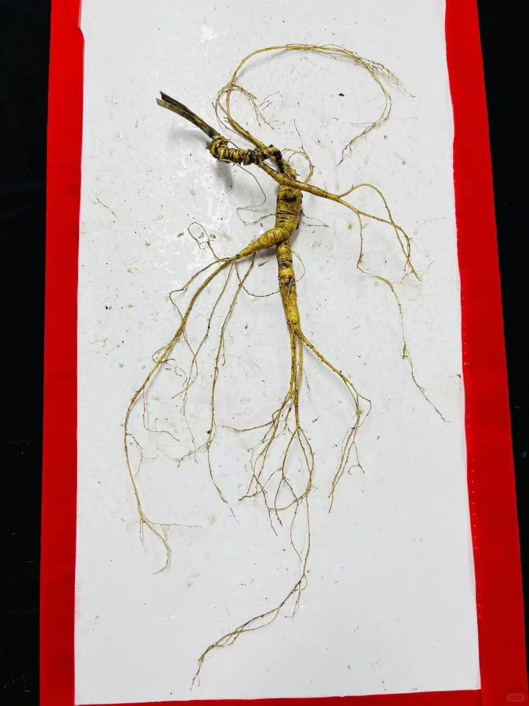 野山参：放山货，20克，芦大残再生，4指芦