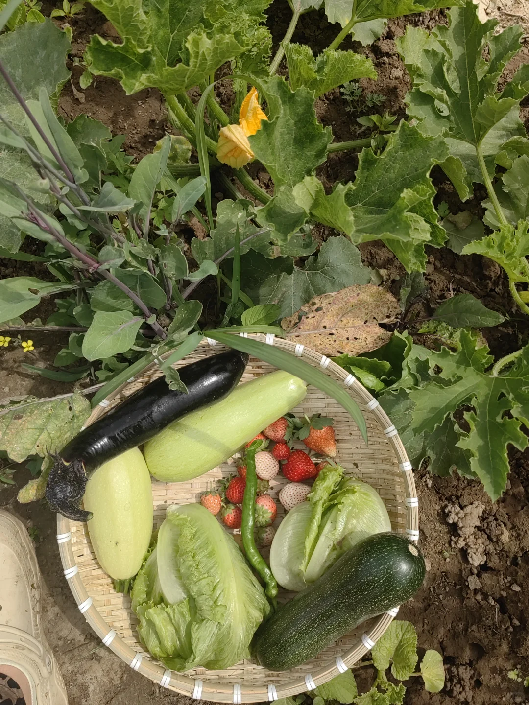 菜园终于迎来了大批量蔬菜的收获季