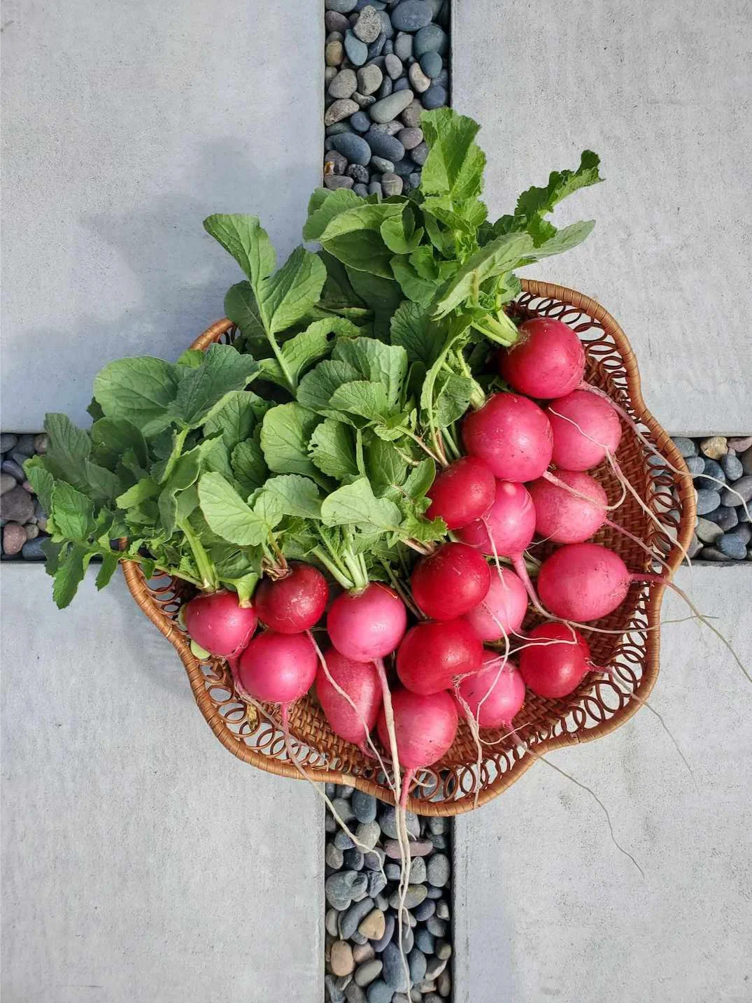 我们种植了什么：2024年秋冬花园