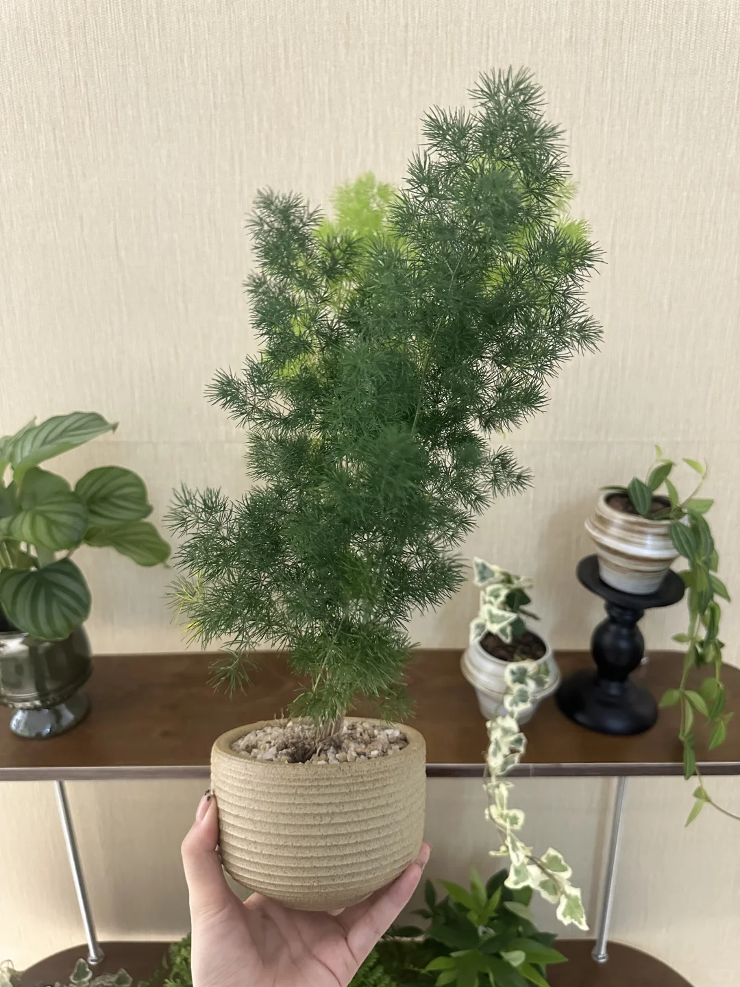 ?网购绿植开箱