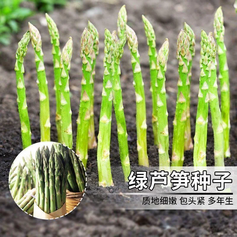 精选芦笋种子?南北可种高产鲜嫩✨