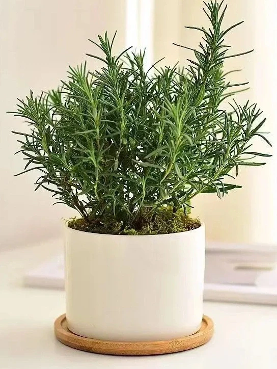 九款自带香气的盆栽✨