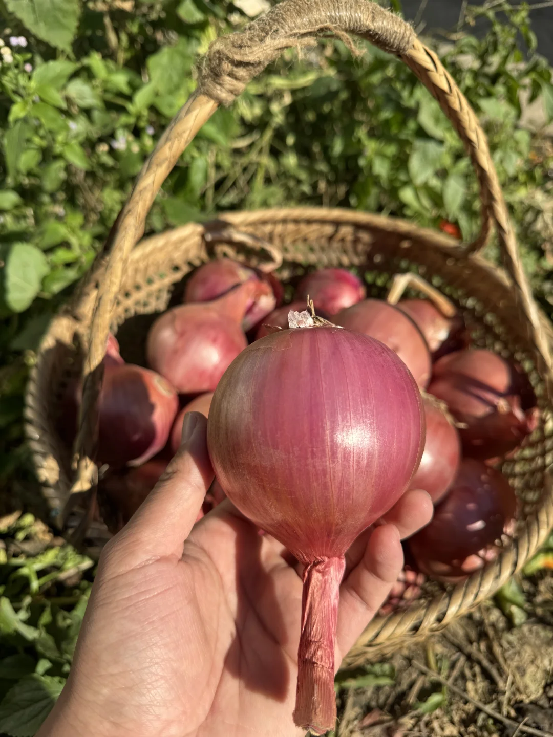 从菜地到菜篮！