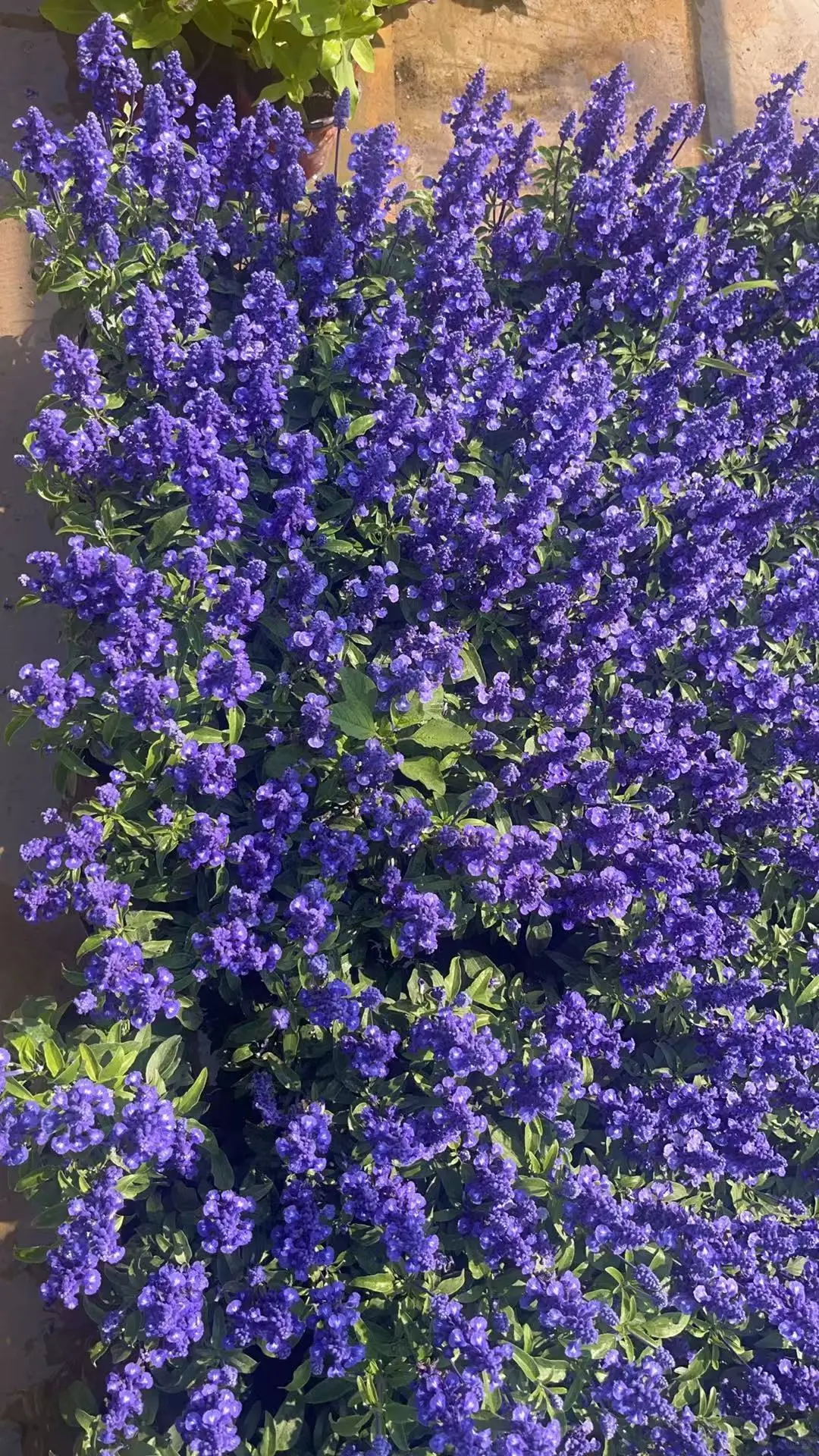 北京同城绿植基地