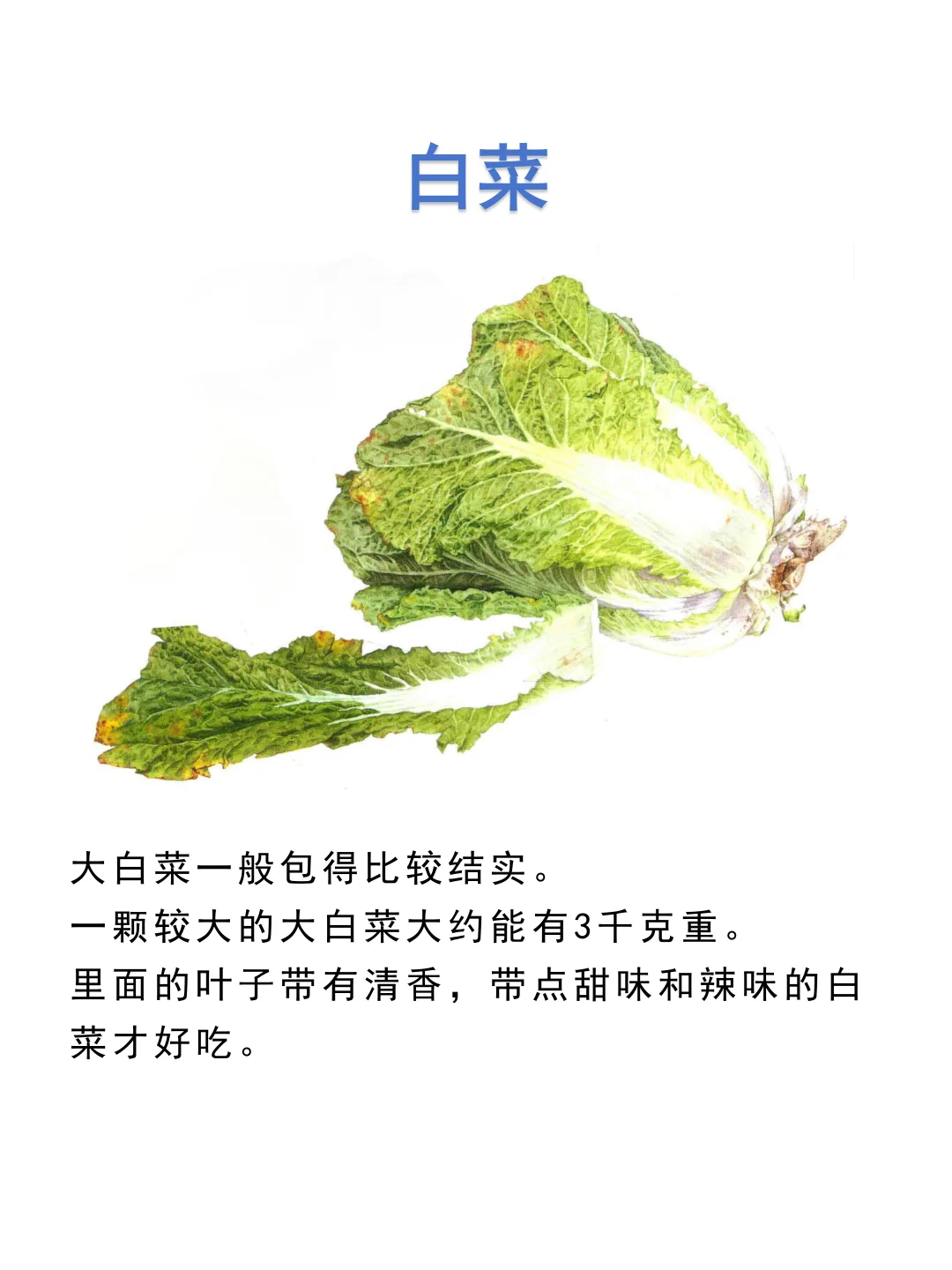 食用叶和茎的蔬菜