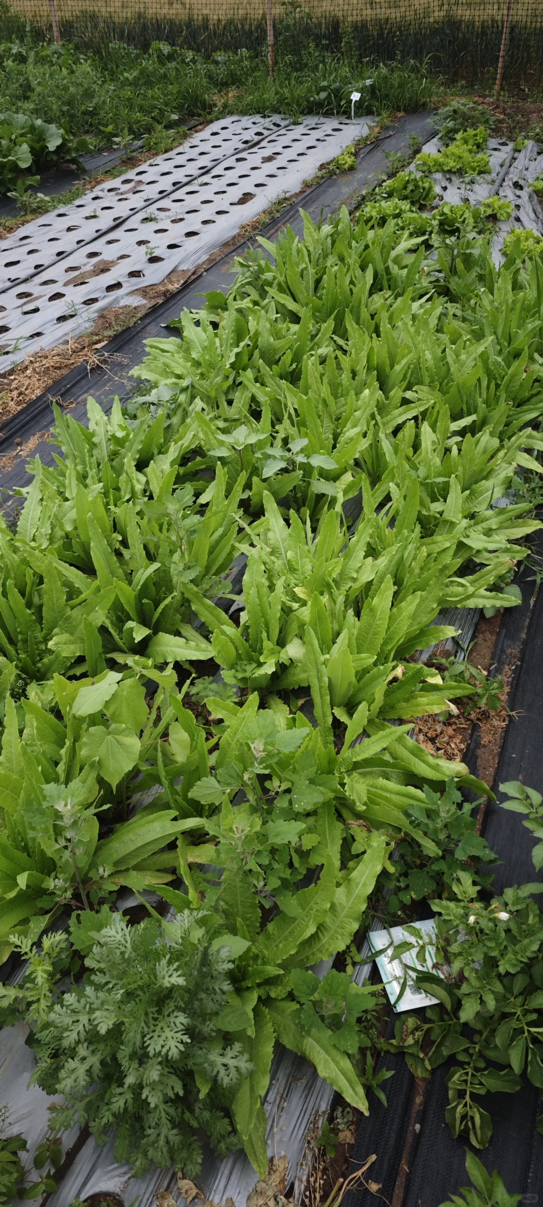 记录一下农场菜地的现状