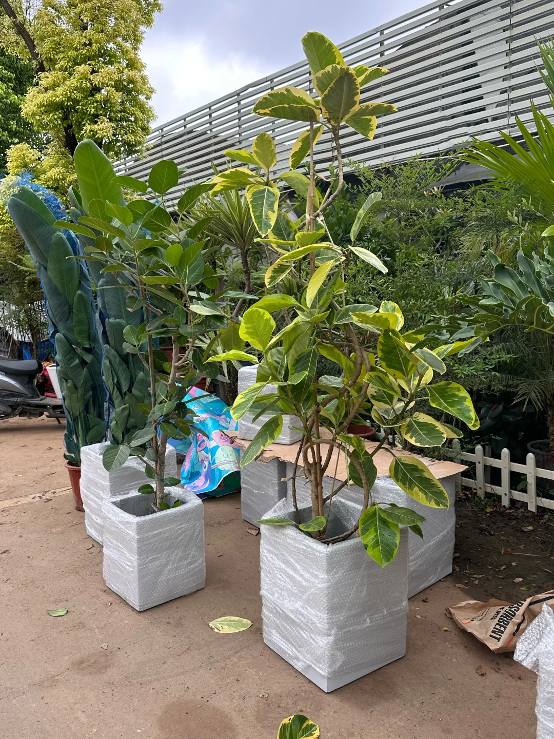 上海绿植同城配送?