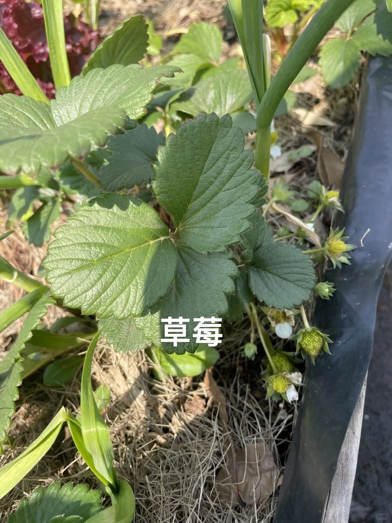 可食花园｜套种大法你知道吗