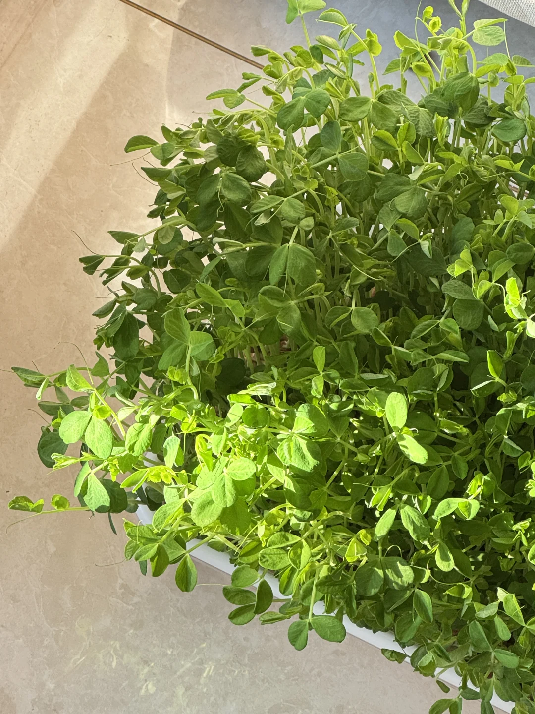 速报❗️刻在DNA里的种菜基因已经觉醒了?