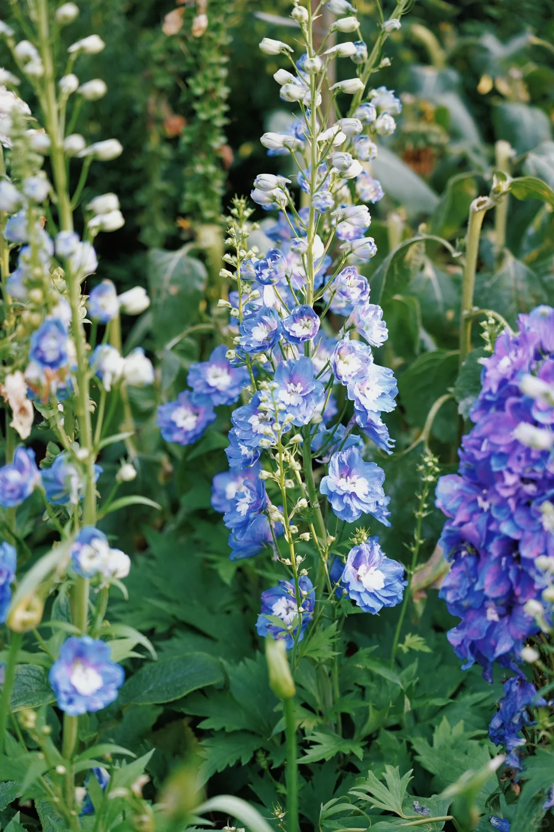 ?合肥的花市已经美到下一个level了！