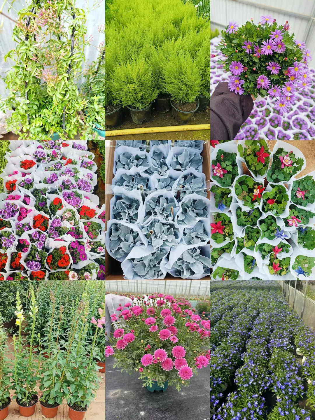 宝子们来猜猜你们认识那几款花花。