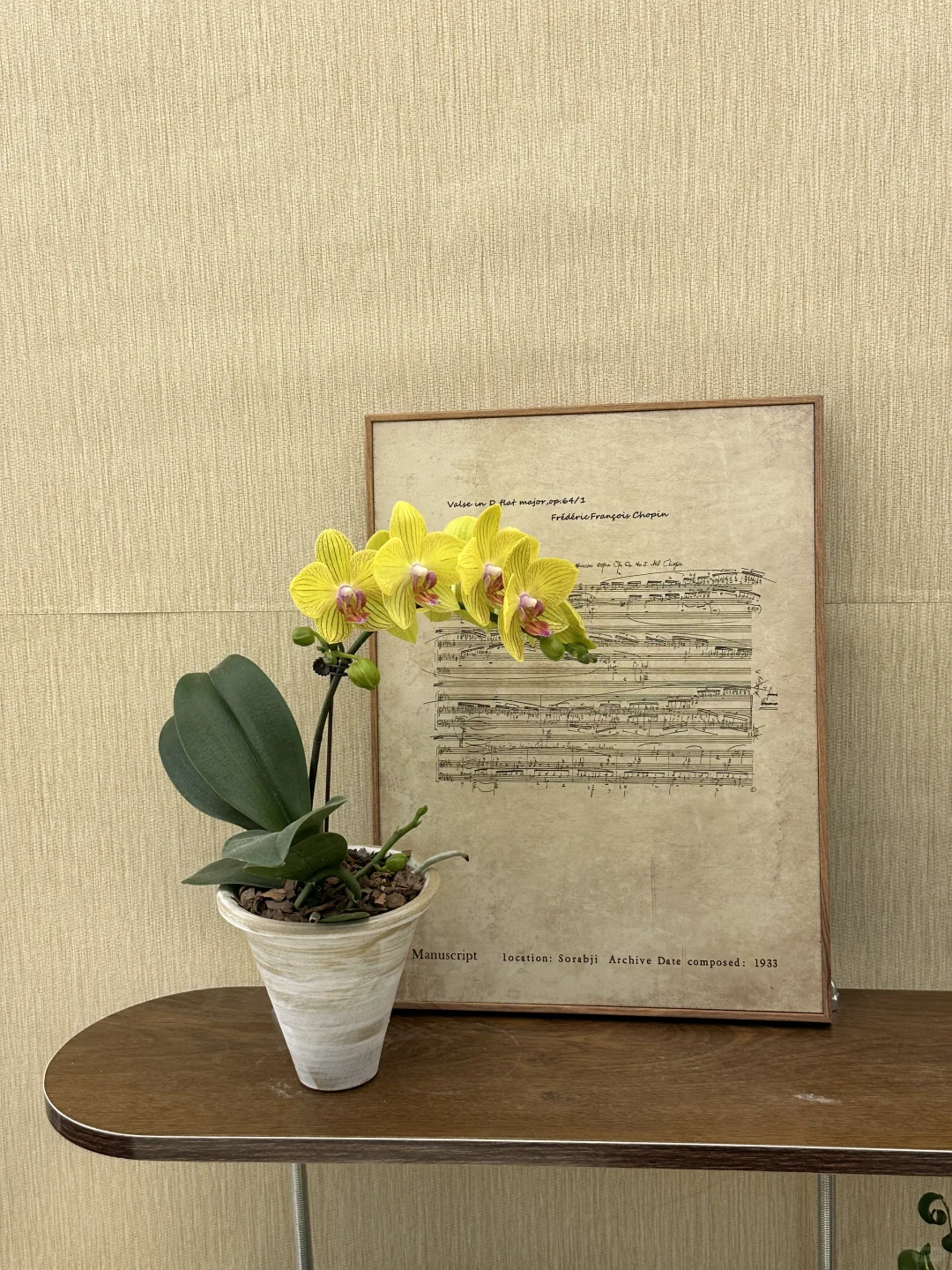 平价中古风绿植分享?