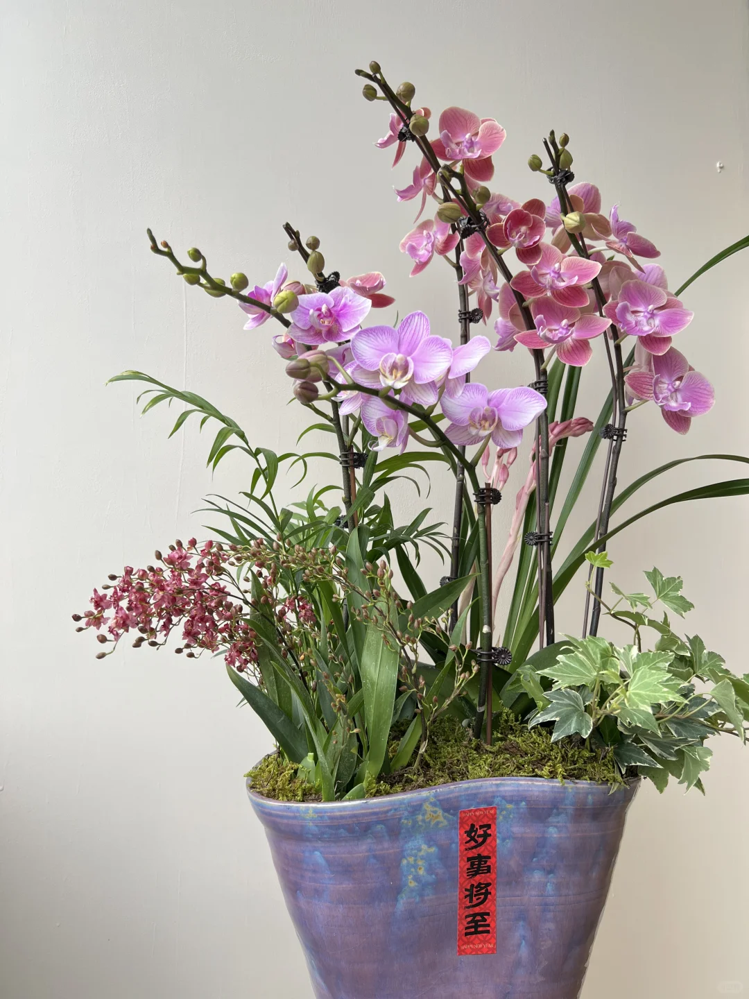 2025年宵花｜蝴蝶兰的美说不出来 ～