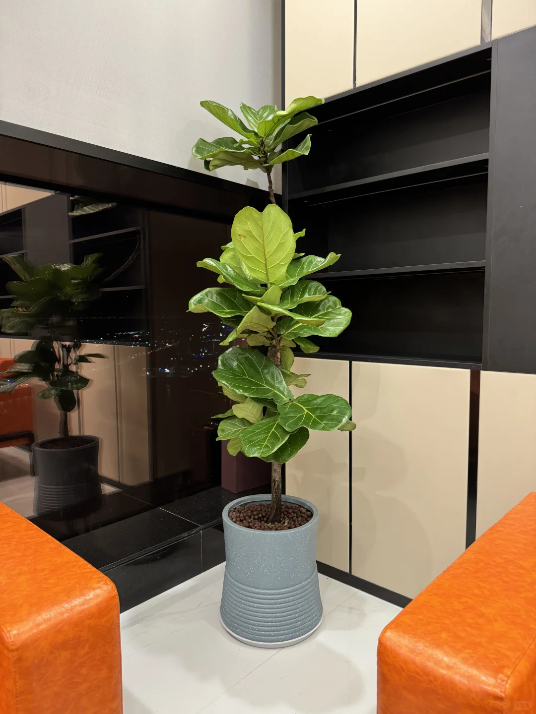 办公室必备的8️⃣款绿植☘️