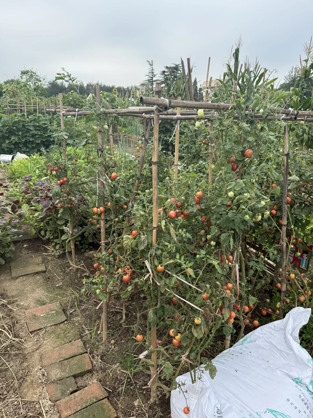 不一样的种植，一样的快乐