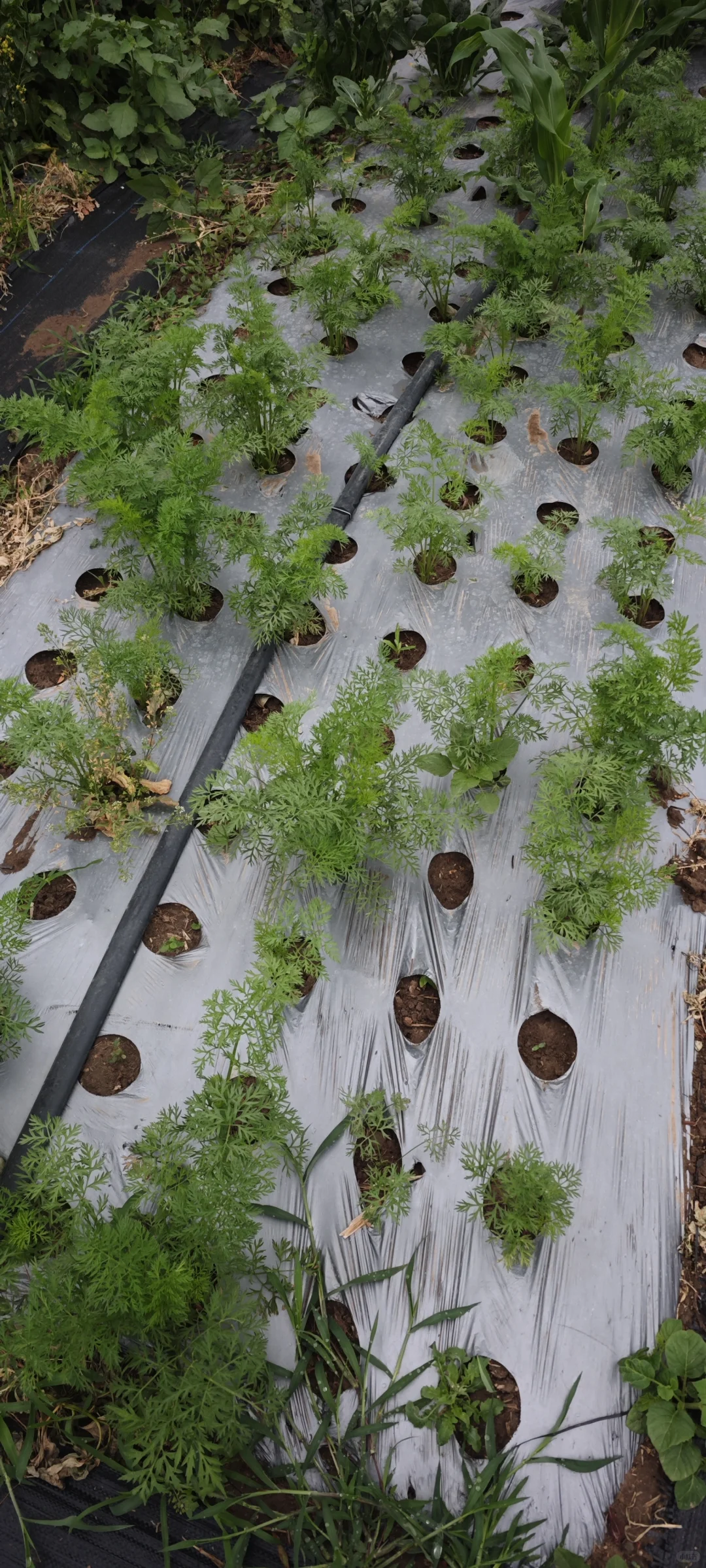 记录一下农场菜地的现状