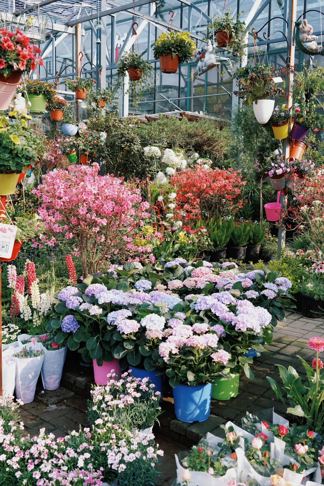 ?合肥的花市已经美到下一个level了！