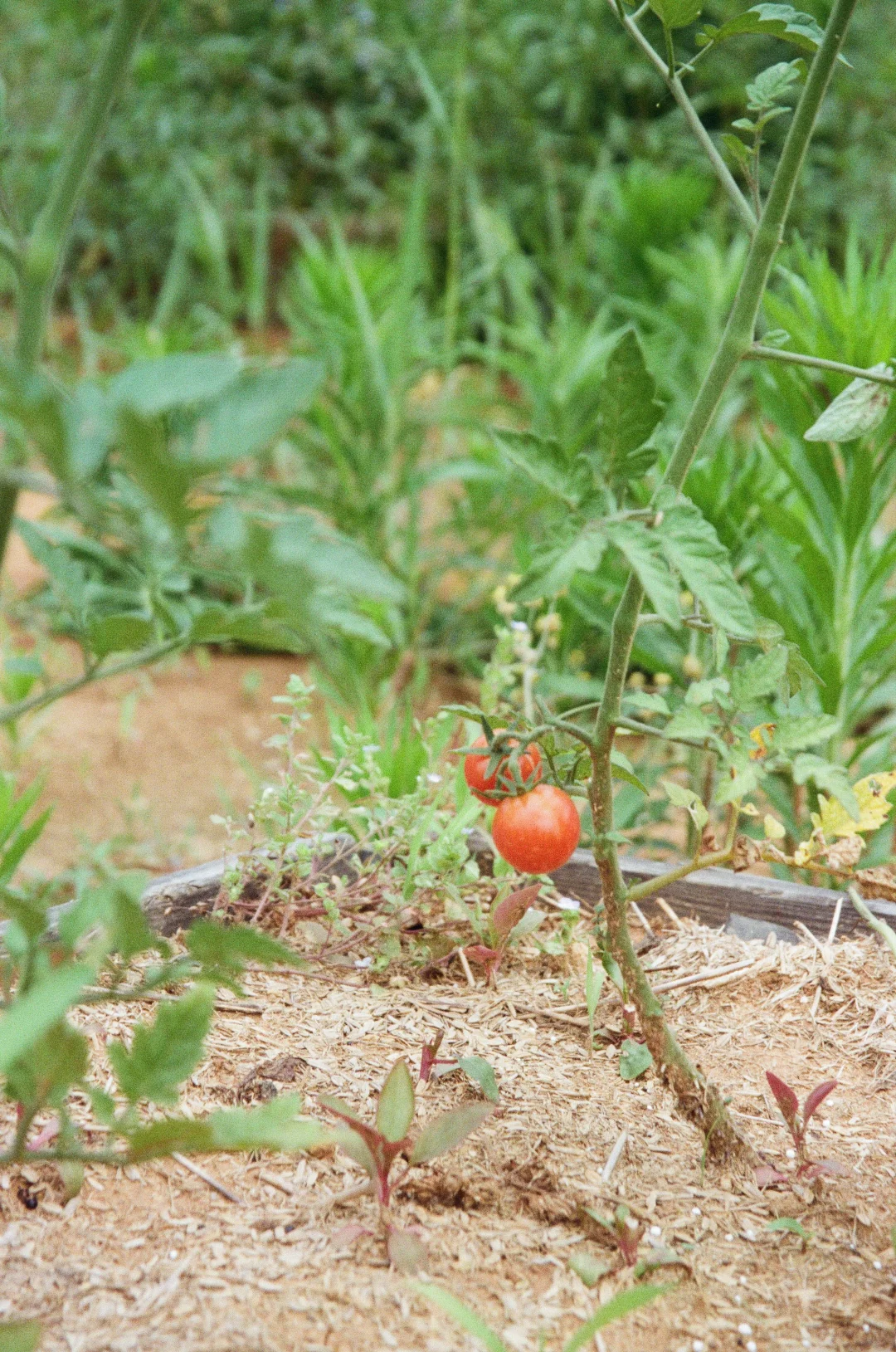 在阳台农场?庆祝大大小小的丰收。