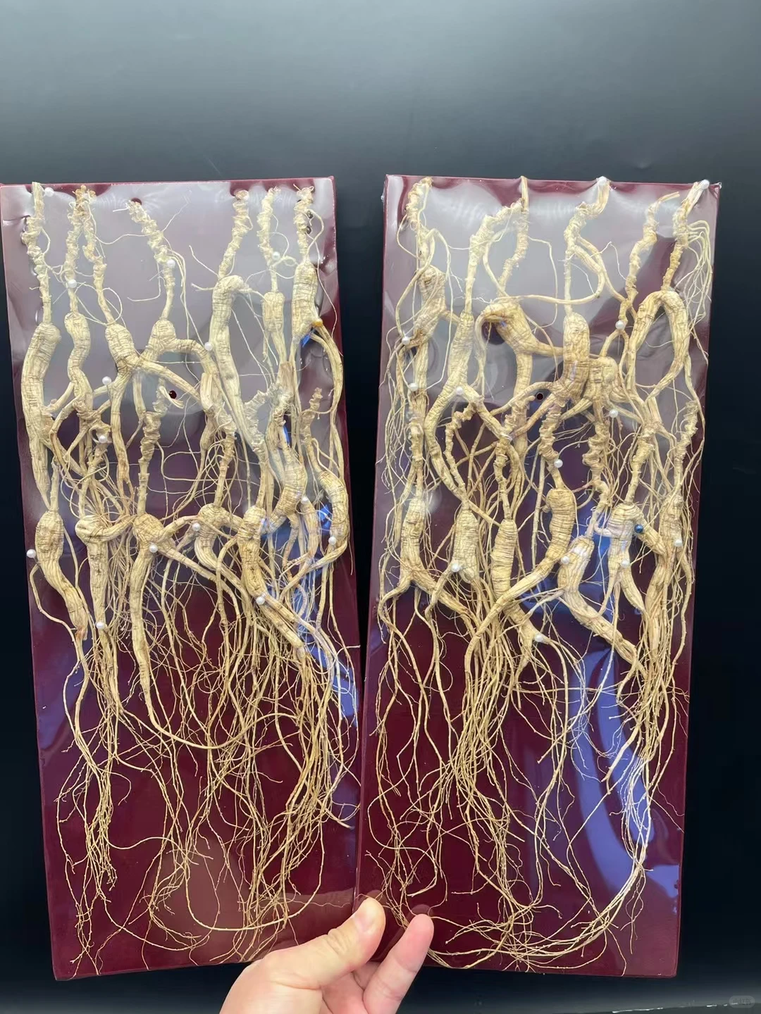 这才是正宗林下参野山参的样子，每一颗都是