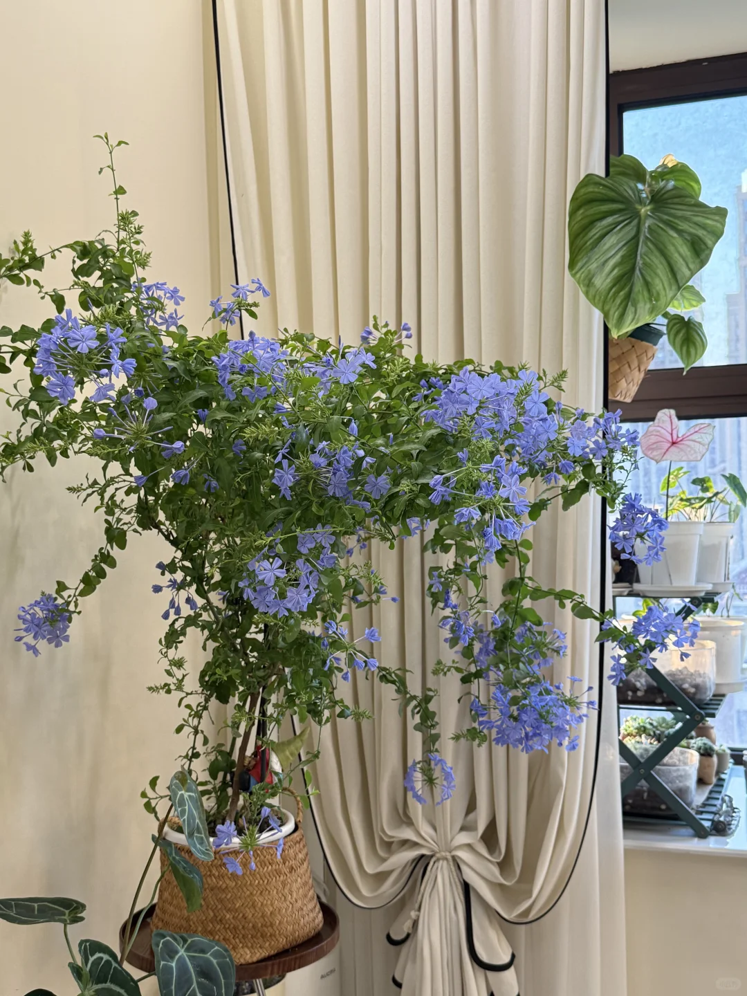 你离一盆爆盆的蓝雪花只有一步之遥