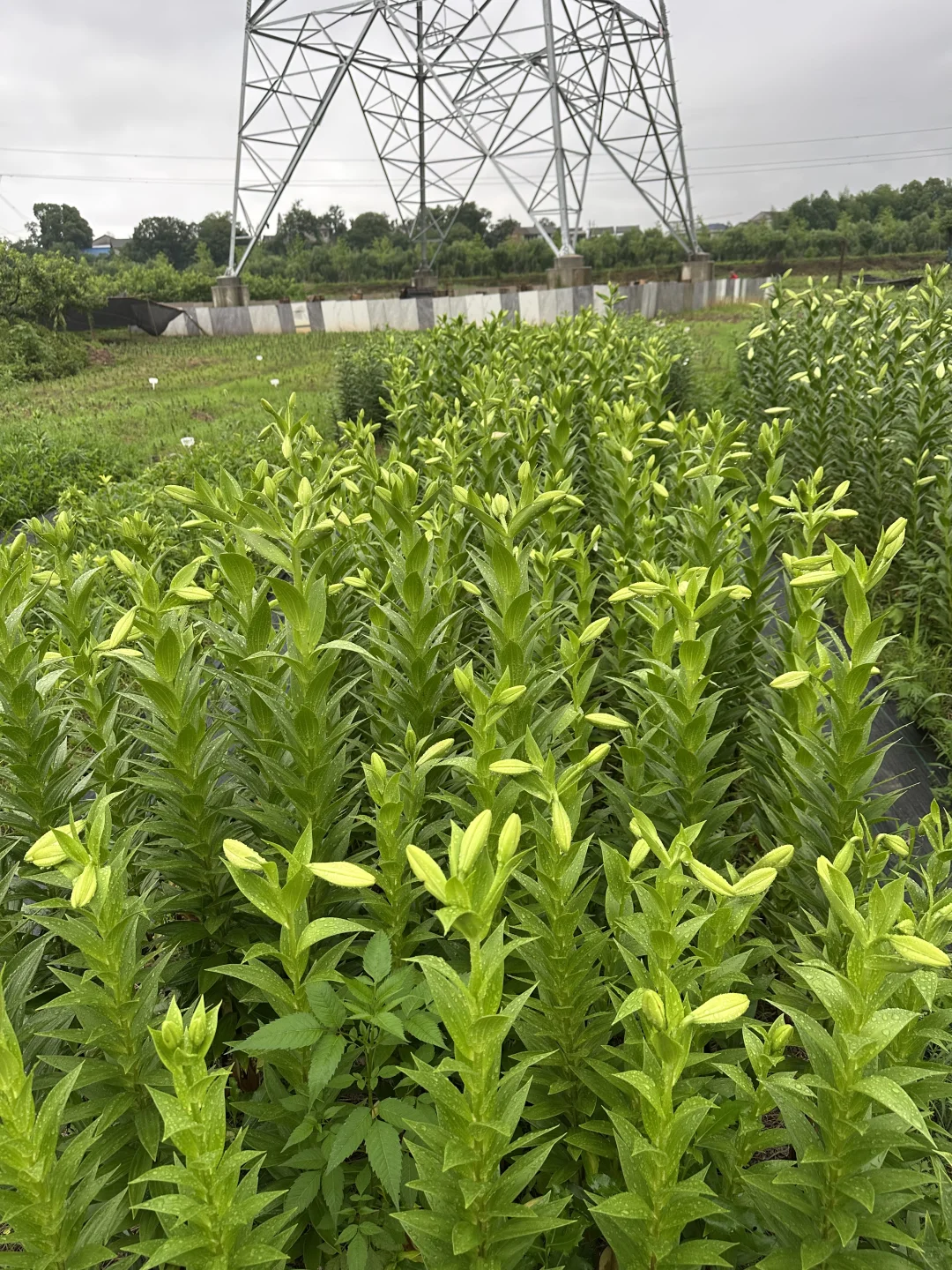 你们慢点开，我卖不过来啊