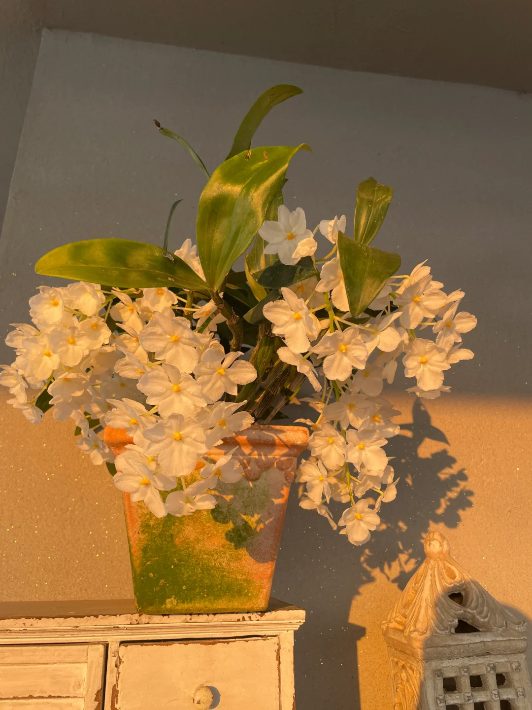 我的兰花（二）