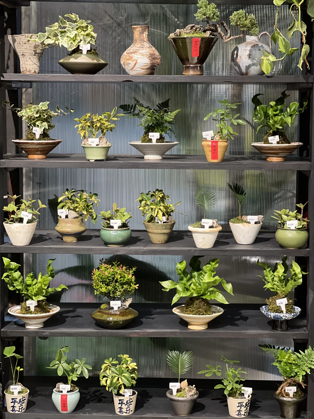 绿植店丨开家绿植店