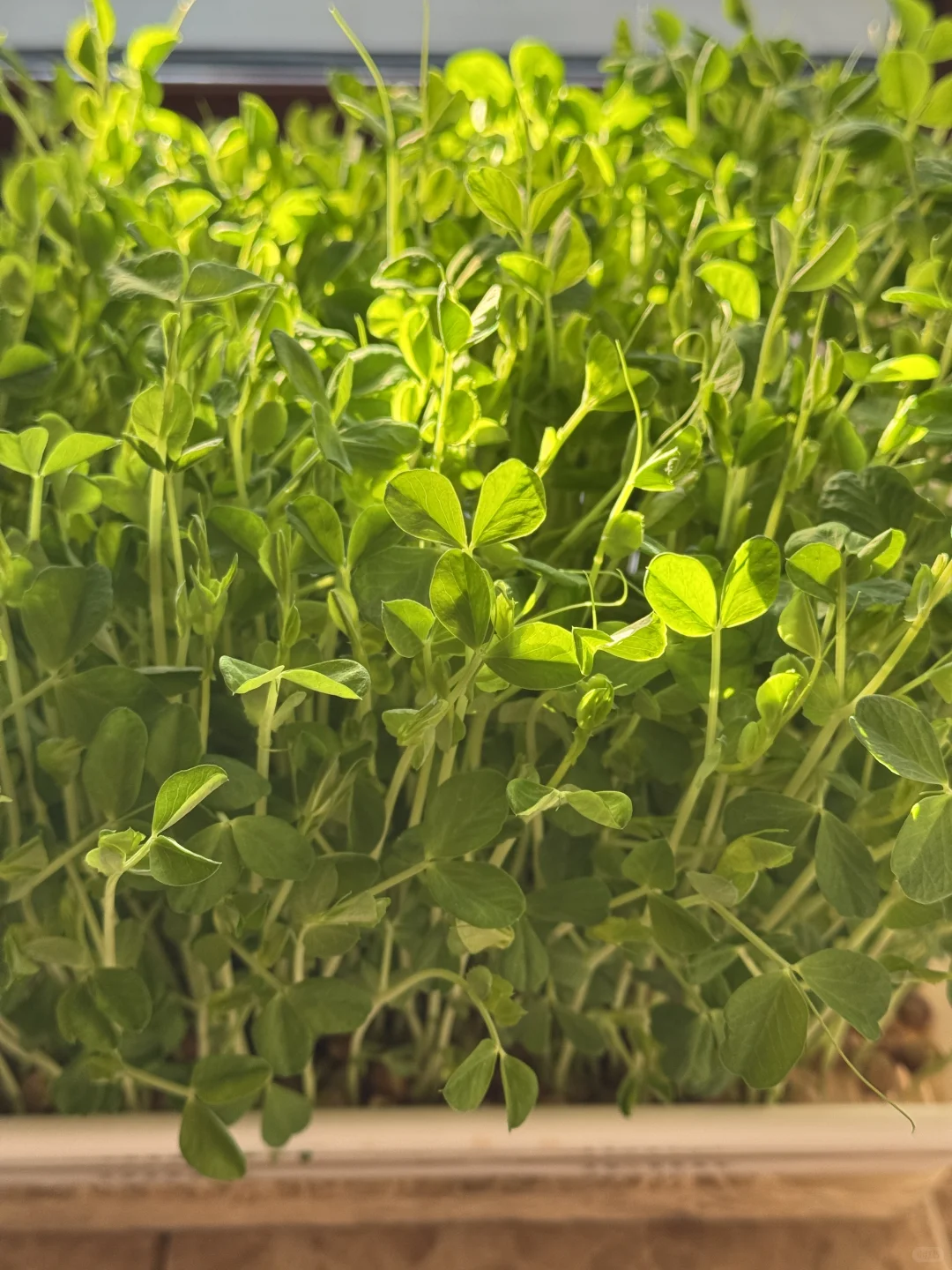 速报❗️刻在DNA里的种菜基因已经觉醒了?