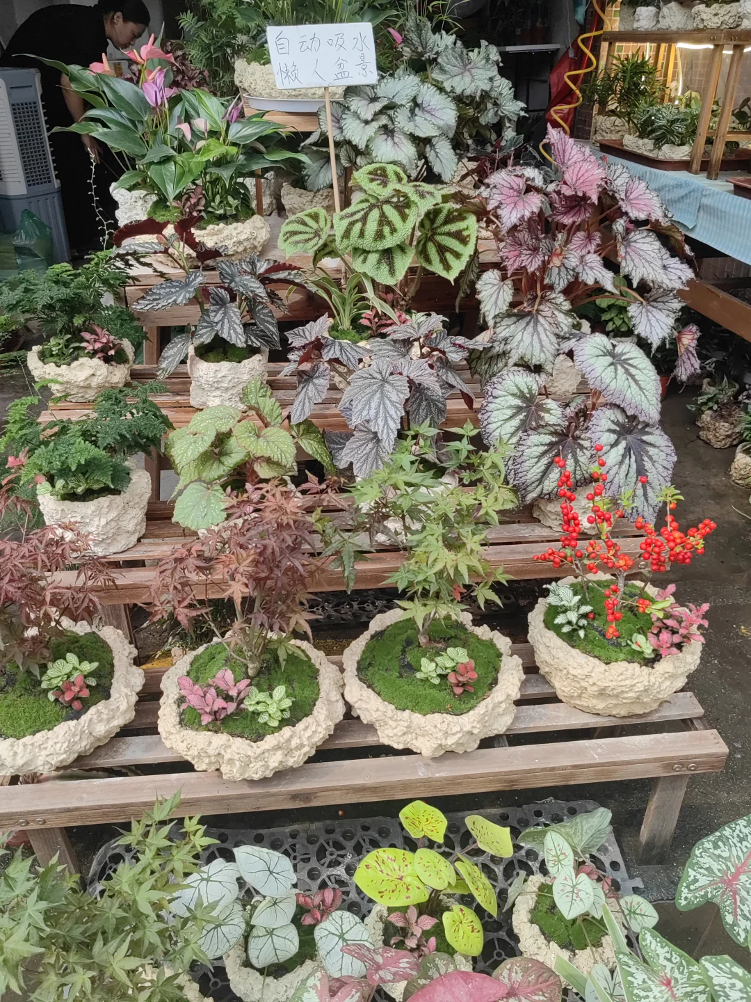 花花品种多了！2025.10.17岭南花卉市场