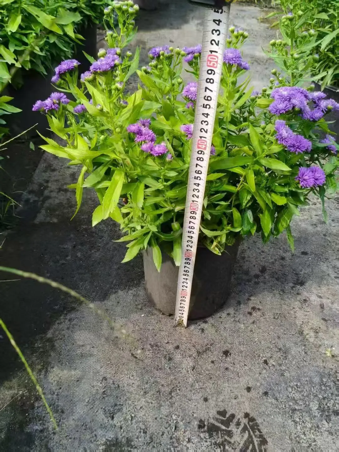 【苗木～紫菀】