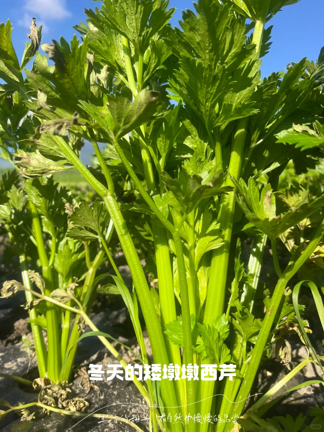 大理的冬天，挖到了「矮墩墩」的西芹??
