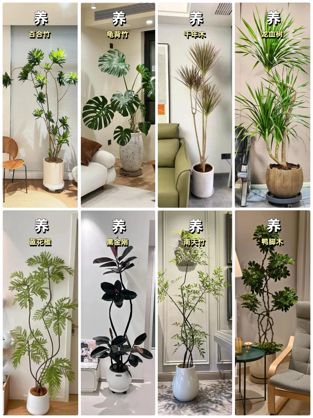 懒人客厅绿植推荐合集，新手可闭眼入！！！