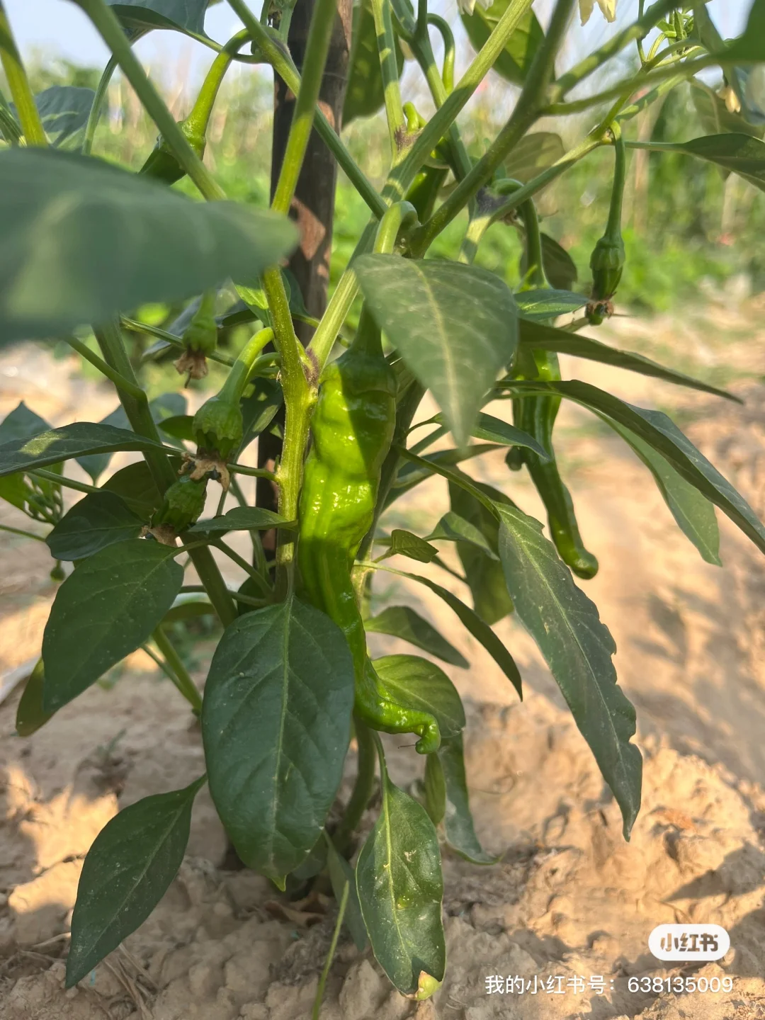 小菜园的菜涨势喜人啊?