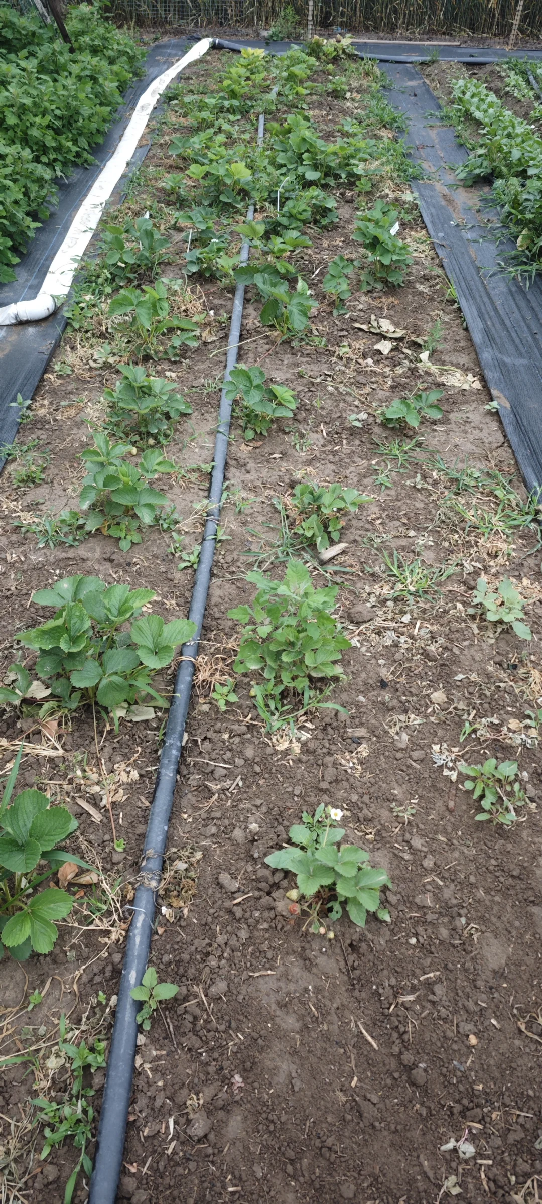 记录一下农场菜地的现状