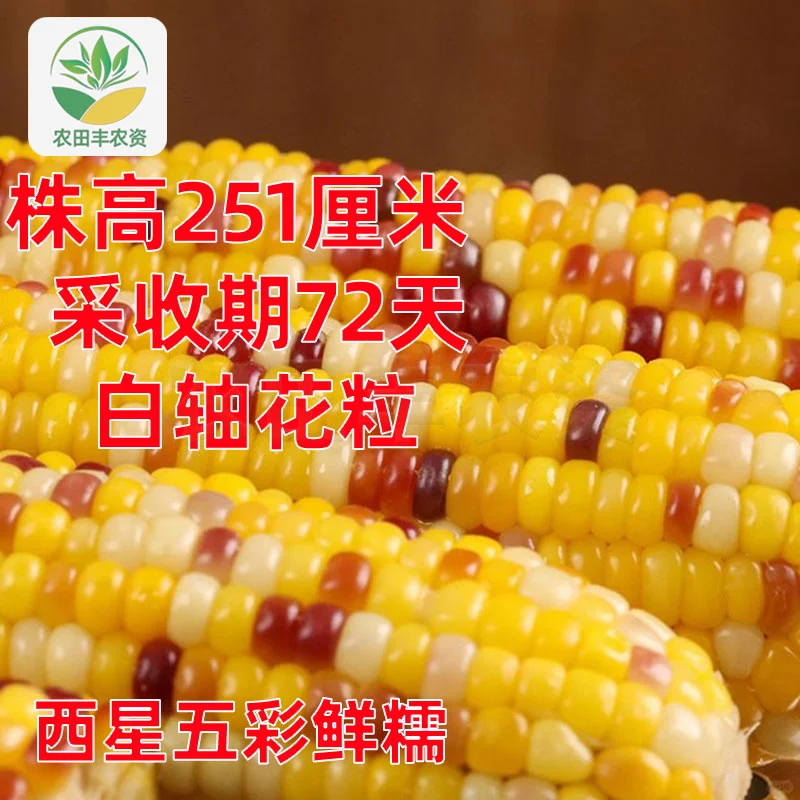 登海五彩糯玉米?抗病脆甜大田专用✨