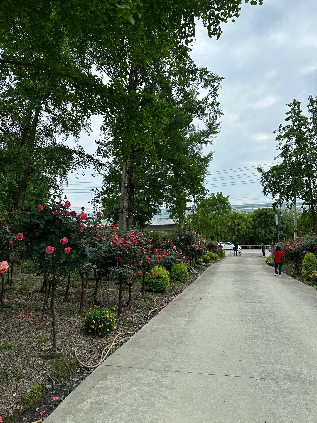 发现一片超美的玫瑰花园