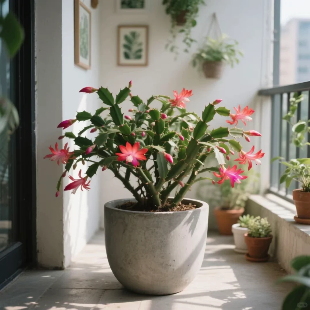 今天讲蟹爪兰！