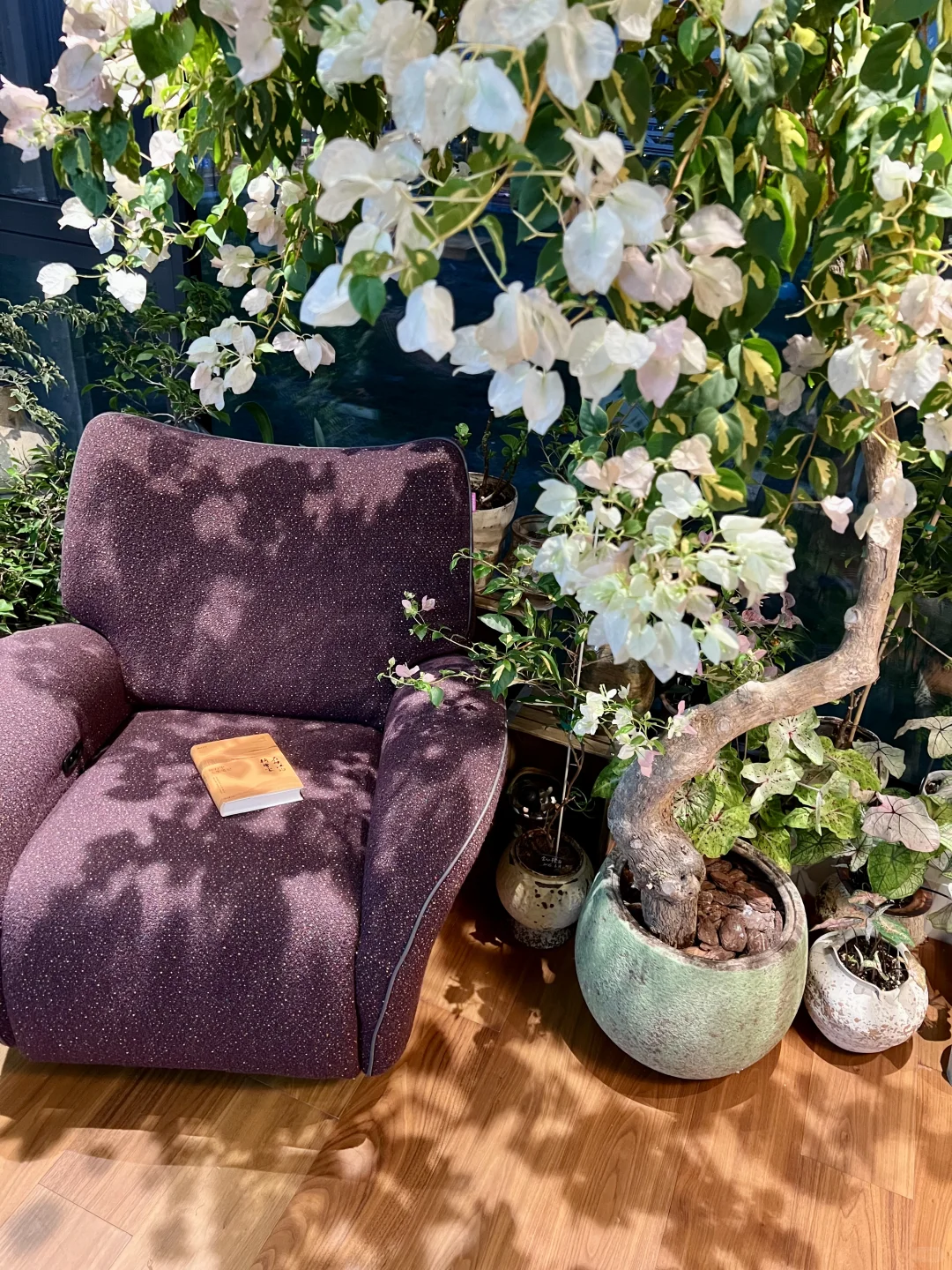 封闭阳台，一棵会开花的树