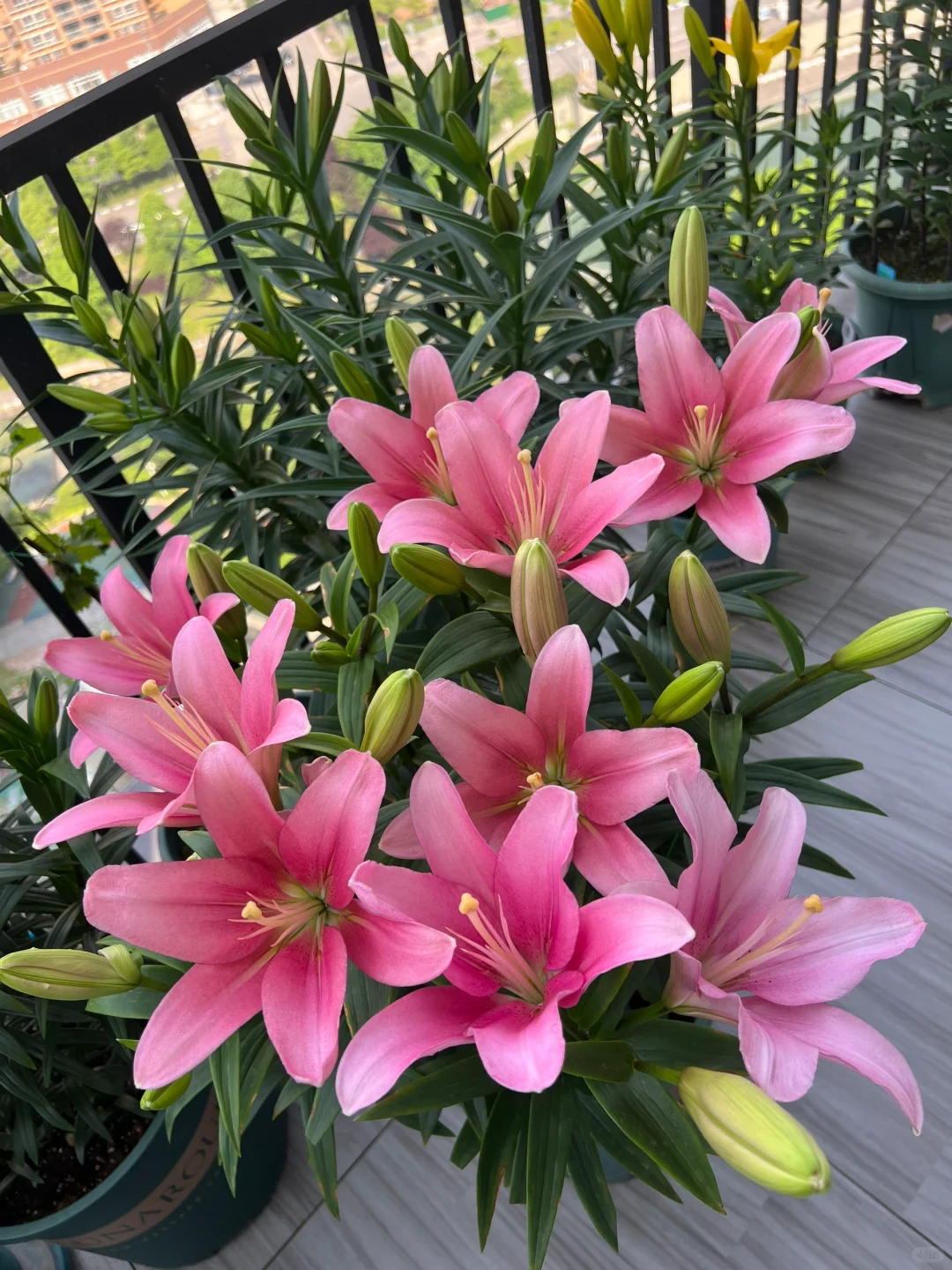 你们的百合开花了吗？