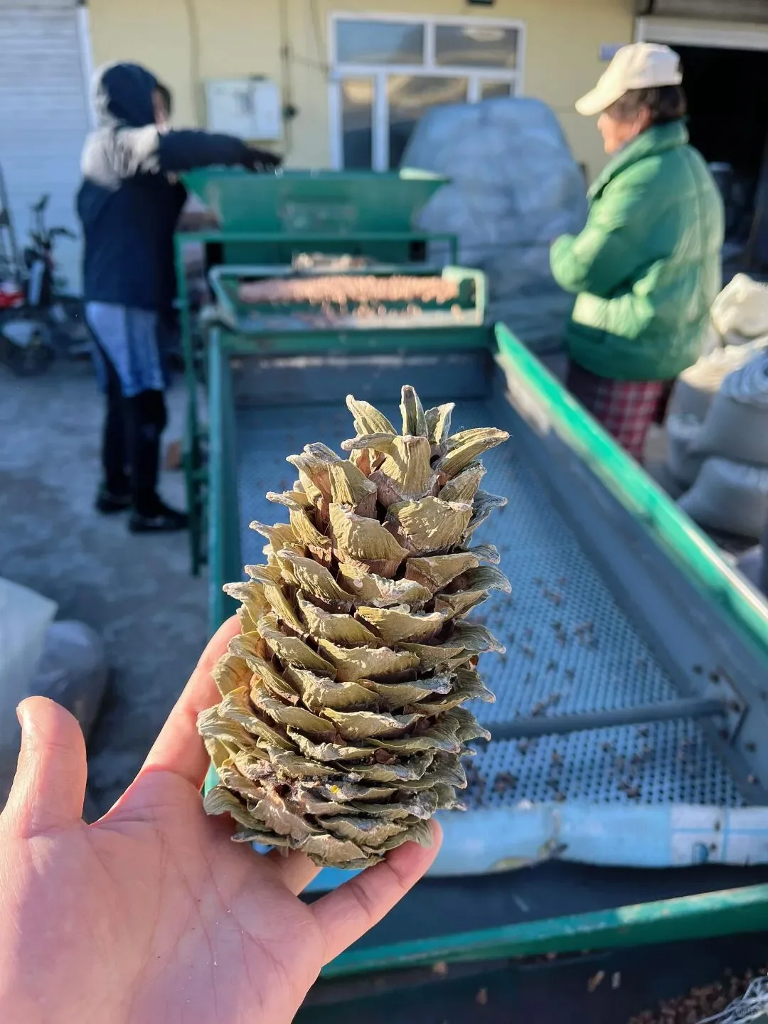 疑似被资本做局…产地真没那么贵