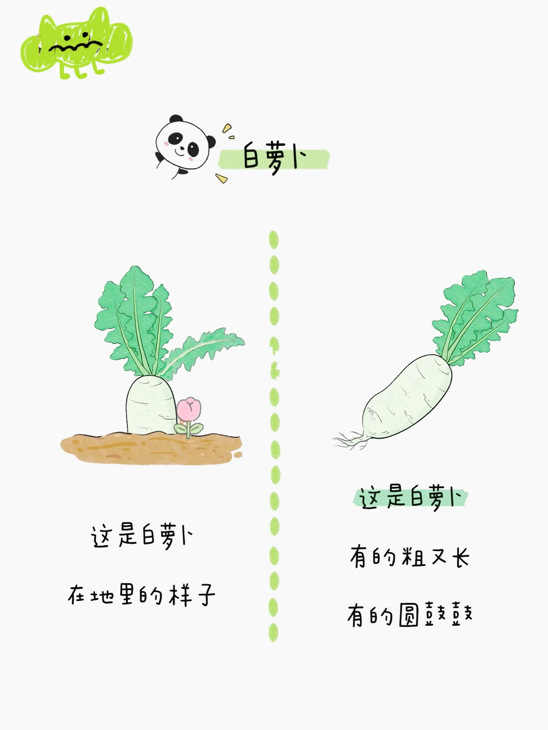 给小朋友的蔬菜图鉴