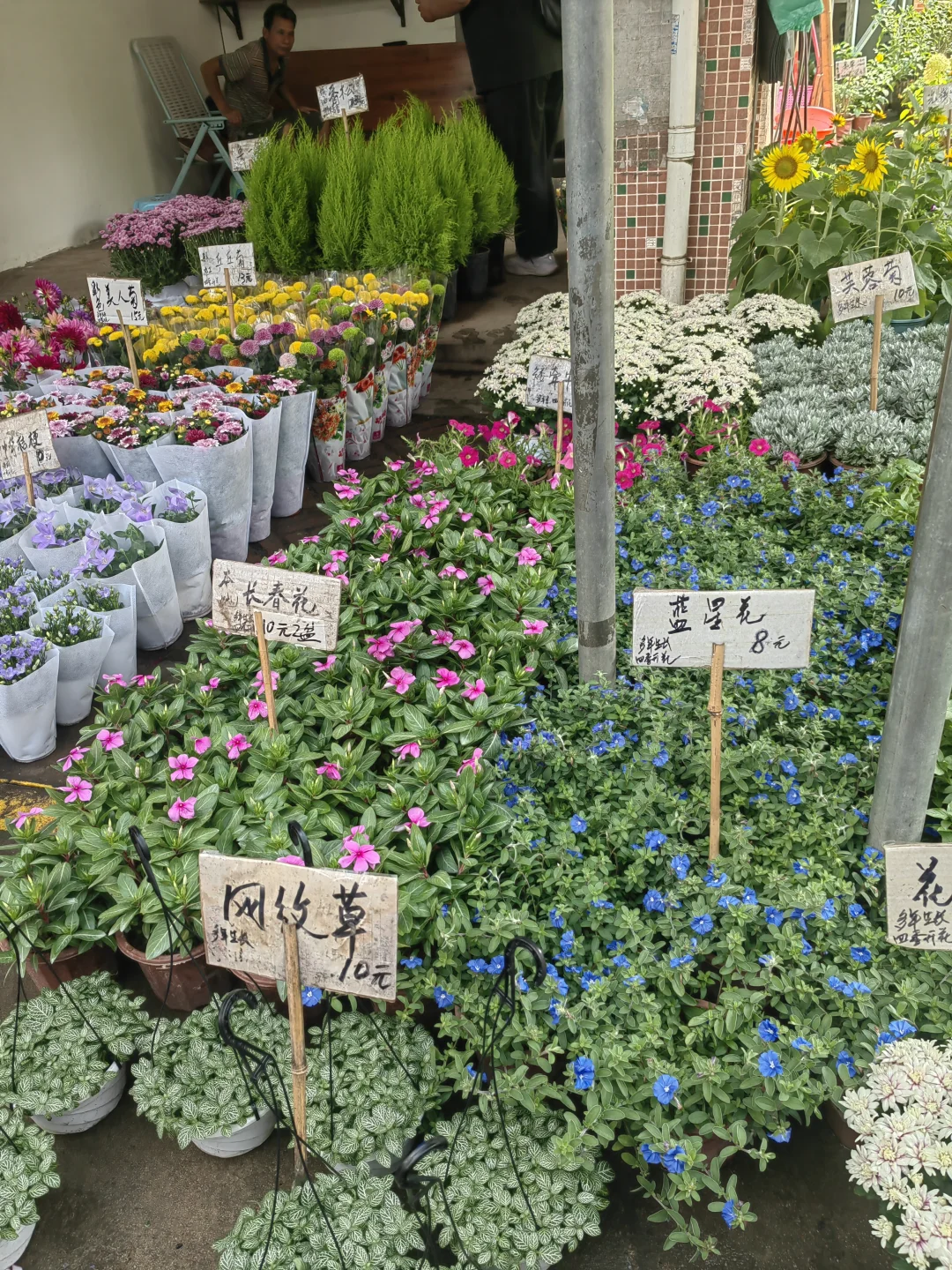 花花品种多了！2025.10.17岭南花卉市场