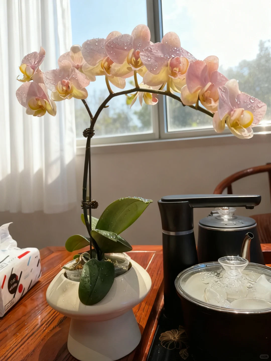 好看到犯规！！蝴蝶兰不愧国民绿植~超美哇。