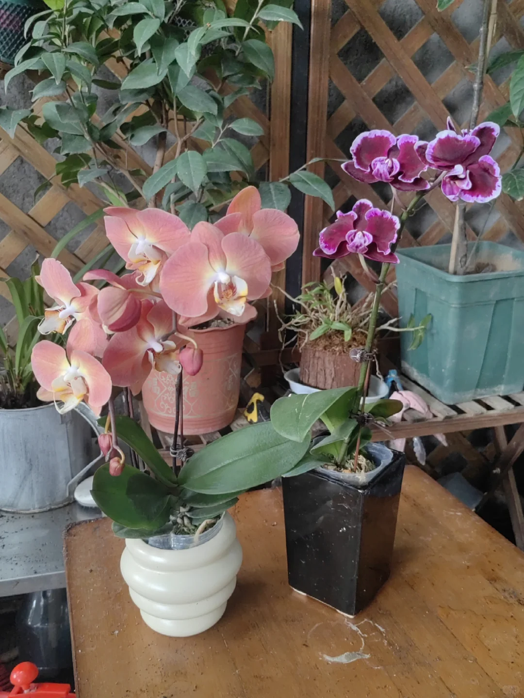 花花品种多了！2025.10.17岭南花卉市场