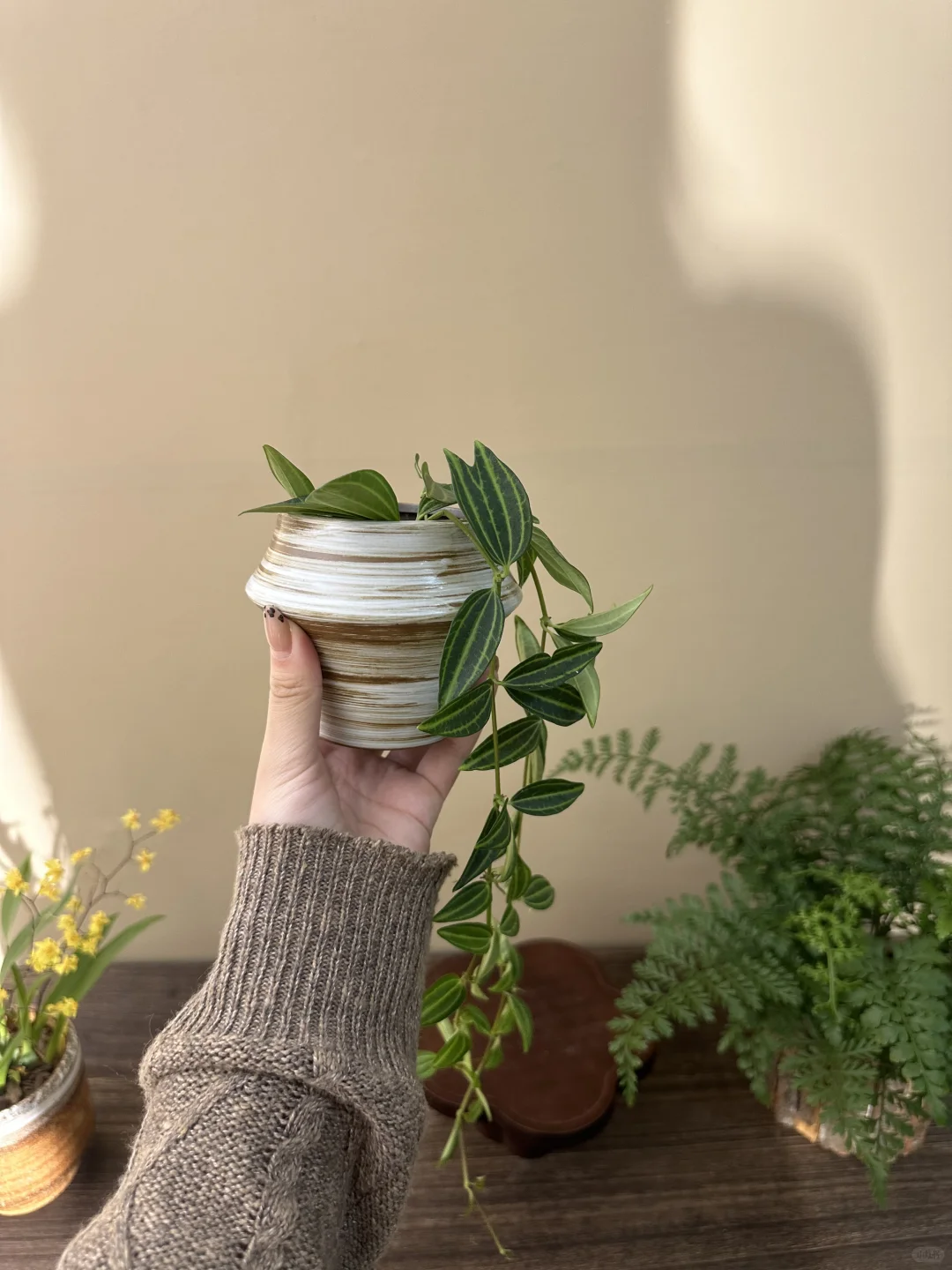 平价小众绿植分享?