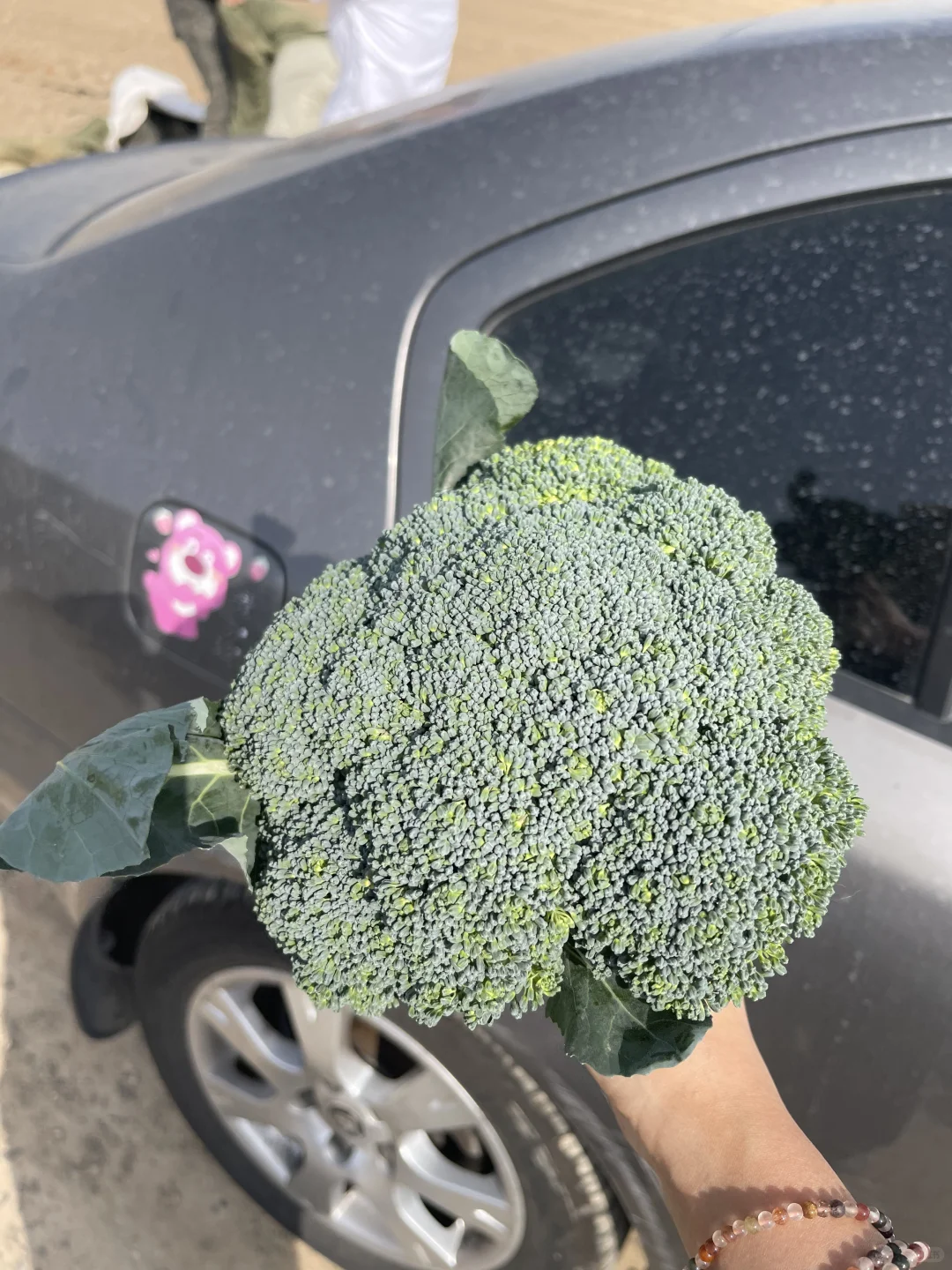 贫民窟捡菜日记?