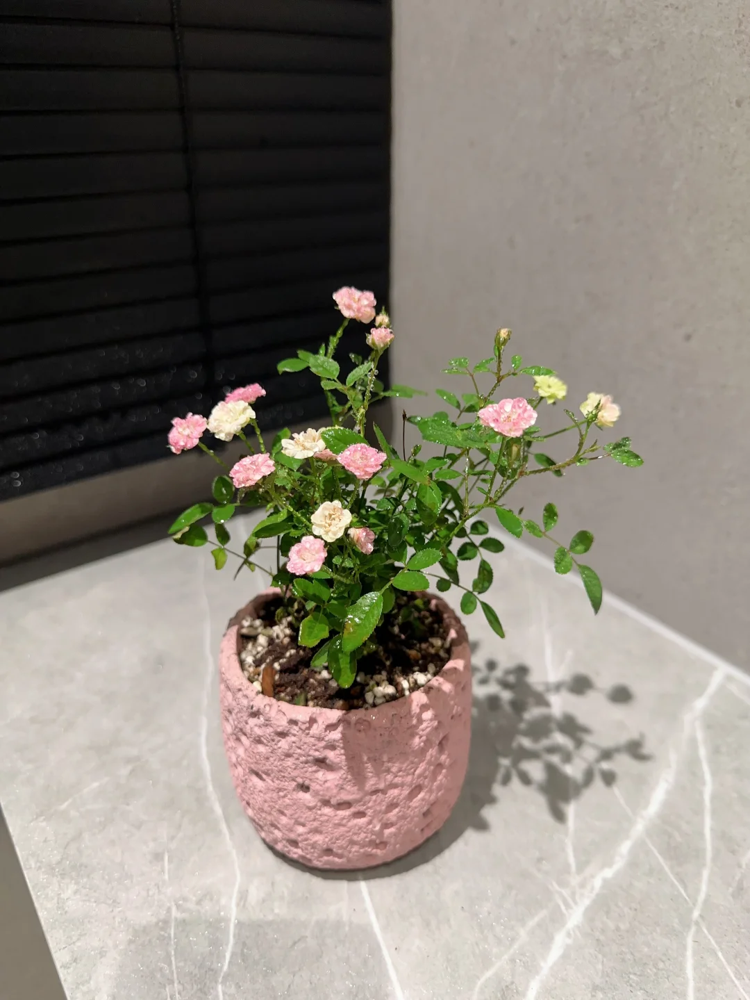 小的不成样 却美得不像话?｜超微月季