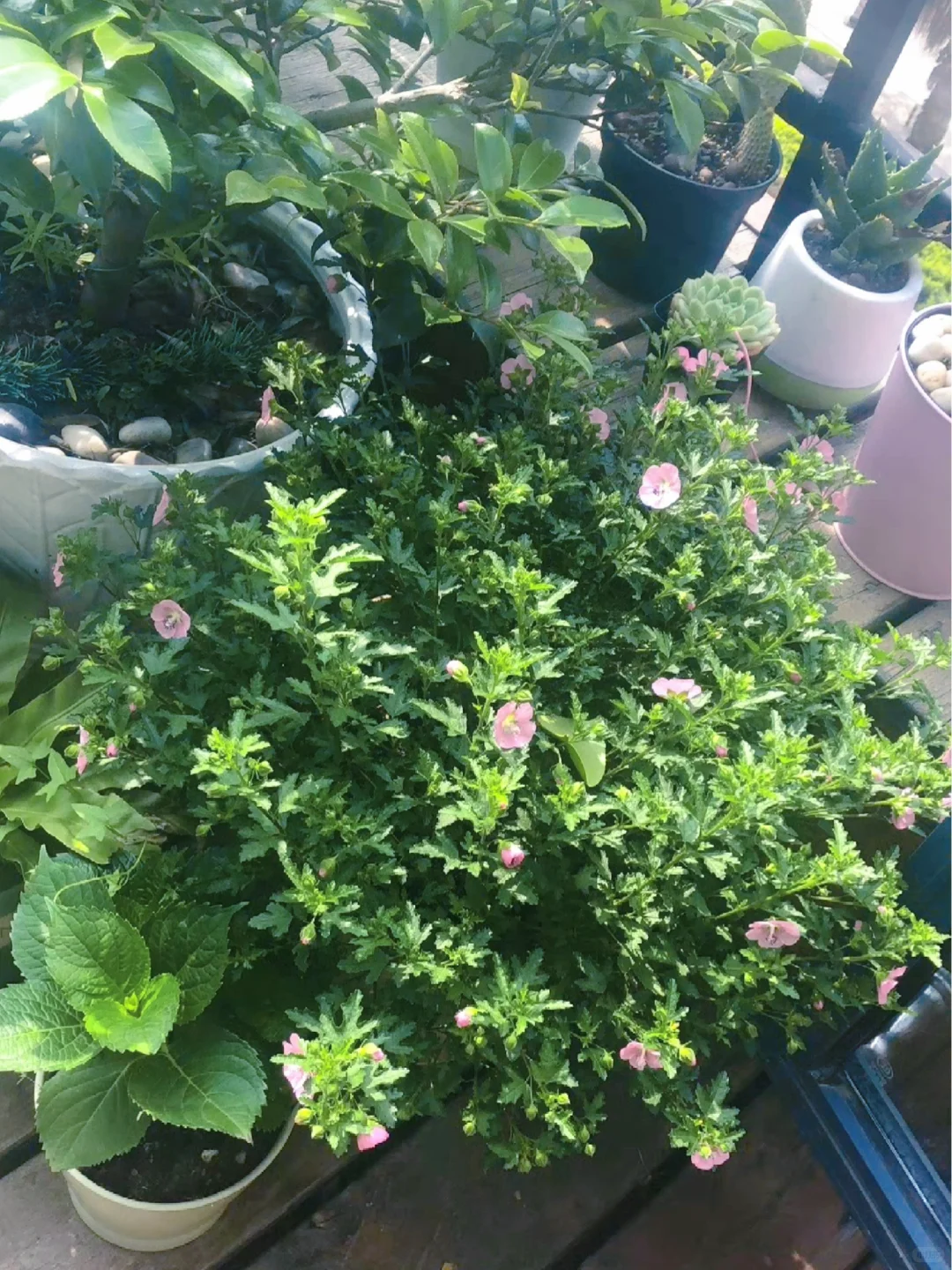 谁懂养花人的快乐?