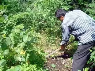 野生黄芪枸杞林下参（人参）东北长白山野生